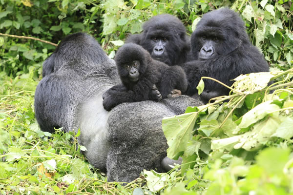 Gorillas in Virunga National Park