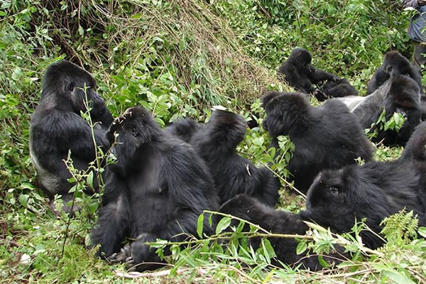 Mountain Gorillas in Virunga