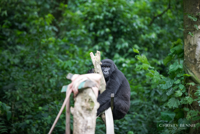 Gorillas in Virunga